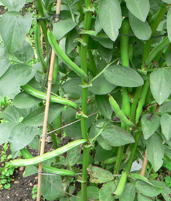 bean plant canvas
