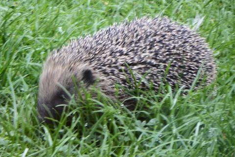 Hedgehog just moving back to hide