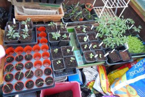 Seedlings - greenhouse
