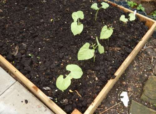 Dwarf beans now in raised bed