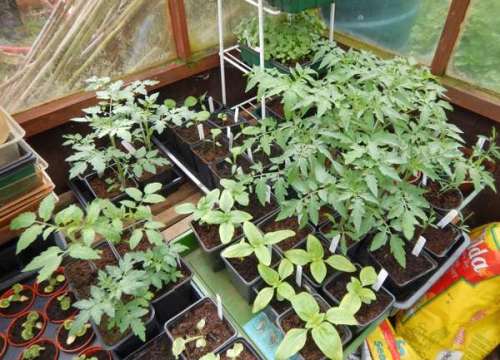 Many tomato and flower seedlings