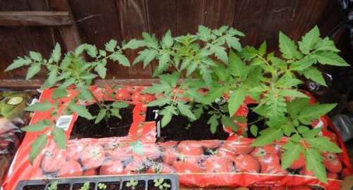 Tomatoes - Ailsa Craig, Pomodoro and Gardeners Delight