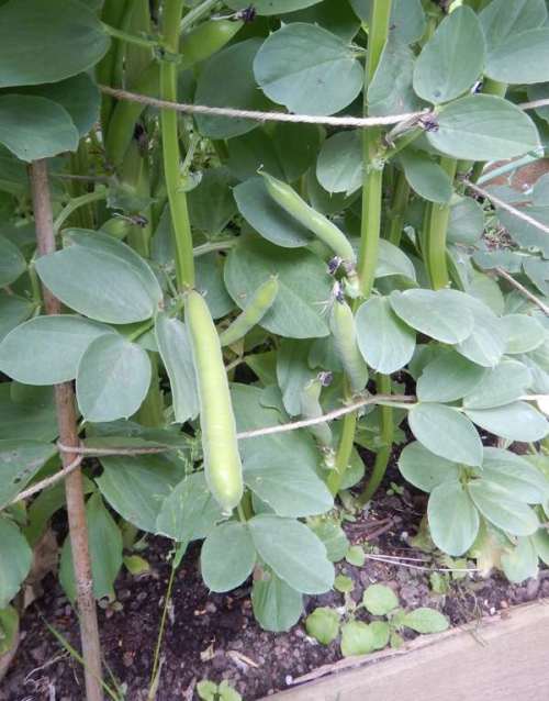 Broad beans just about ready