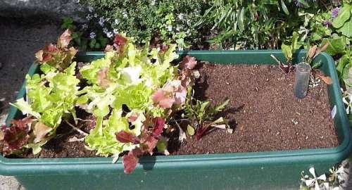 Salad leaves - and section recently seeded