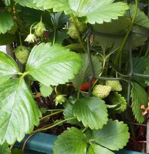 Strawberries - just starting to ripen now