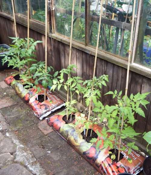 Tomato plants outside the greenhouse