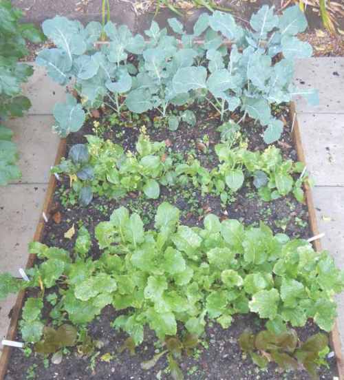 Turnip, with Pak Choi behind and Calabrese at the back (plus plenty of weeds!)