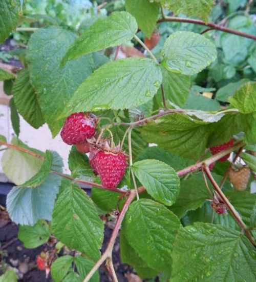 Raspberries - great with my breakfast cereal