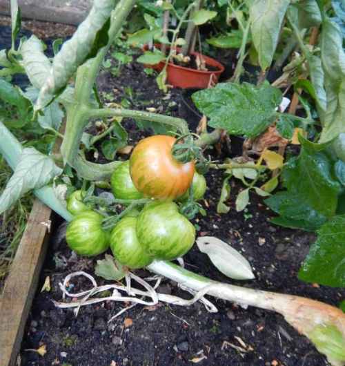 The first tomato to start ripening
