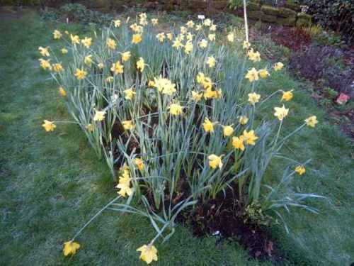 Lovely daffodils!
