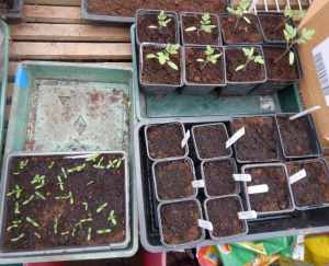 Toato and flower seedlings with pots of broad beans