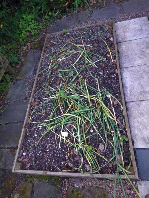 Garlic bed - but are they ready?