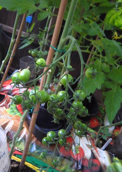 Greenhouse tomatoes developing well