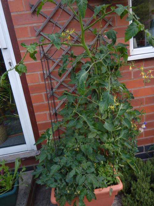 Tomatoes outside the kitchen - the tall one if the 'orange zinger' with fruit already set