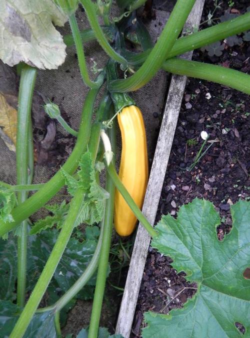 One of the smaller courgettes....