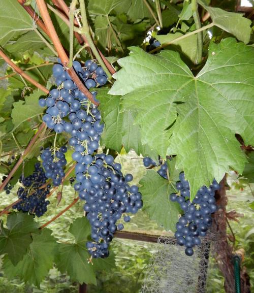 Bunches of ripe grapes - I've picked them just this evening to make grape juice