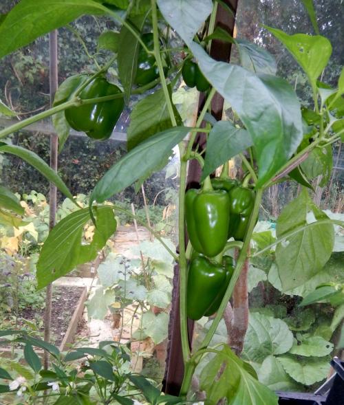 Sweet peppers in the greenhouse - the big one is turning red now