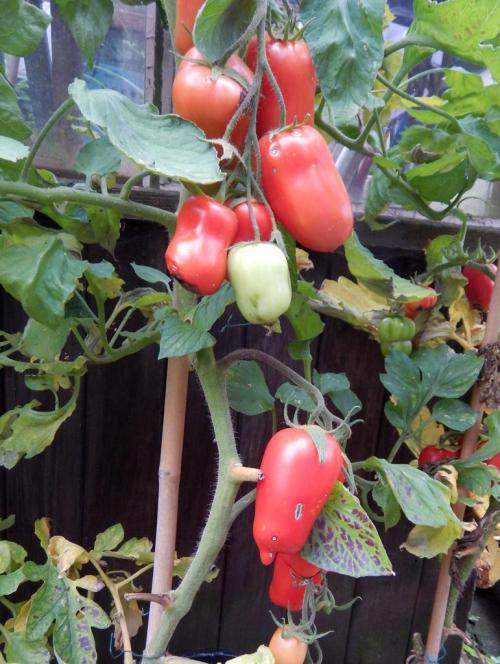 Tomatoes outside the greenhouse - pomodoro